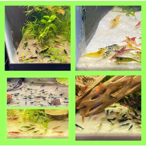 Neocaridina culls 30+2