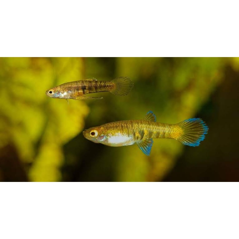 Neoheterandria elegans Rio Trurando
