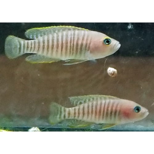 Neolamprologus multifasciatus, 6 Juvs