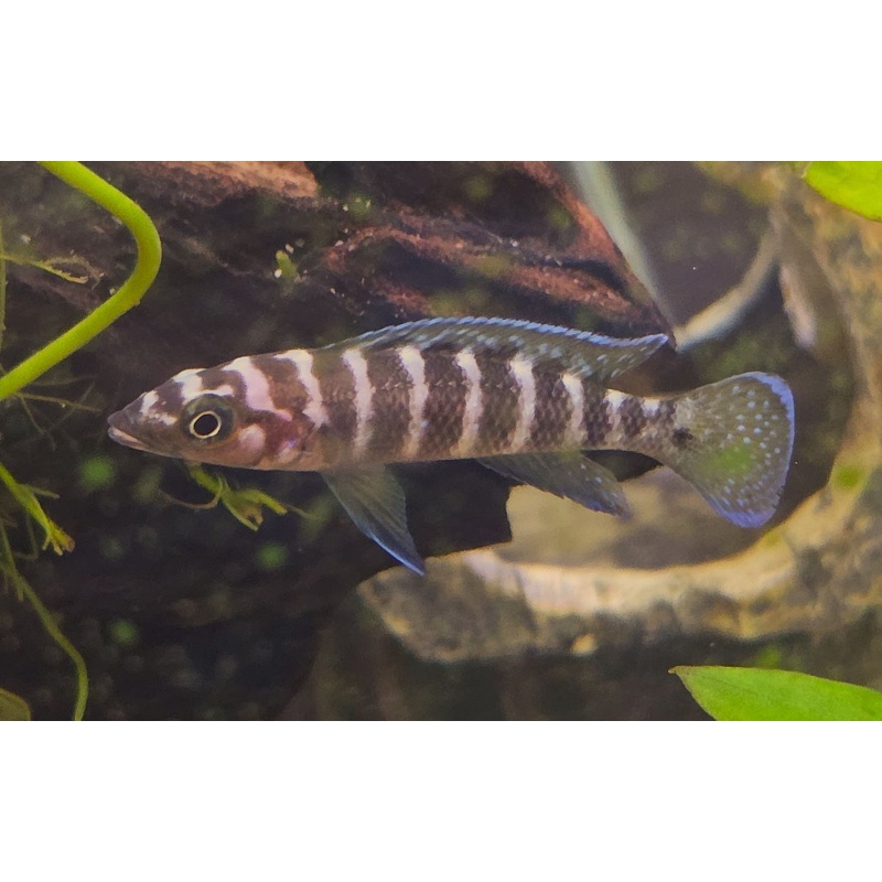 5 Neolamprologus cylindricus 'Izinga' F1