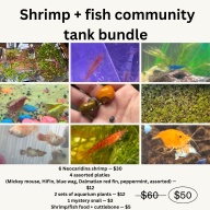 Shrimp Community Tank Bundle (Fish, Shrimp, Snails, Plants +More)