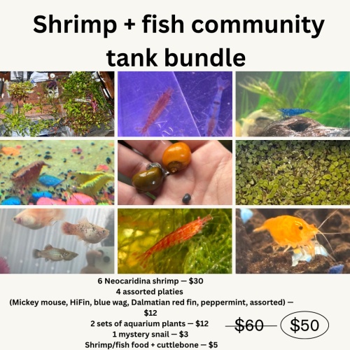 Shrimp Community Tank Bundle (Fish, Shrimp, Snails, Plants +More)