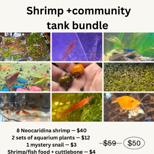 Shrimp Community Tank Bundle (Shrimp, Plants, Snails +More)