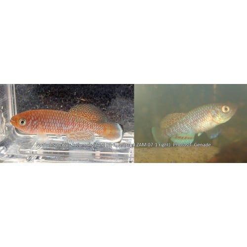 Nothobranchius kafuensis ZAM 09-1