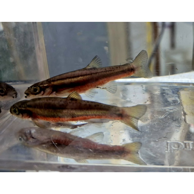 For sale are ten Northern Redbelly Dace.