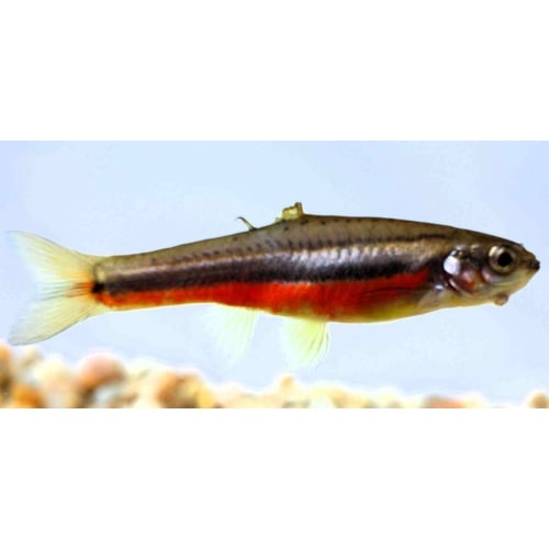 For sale are ten Northern Redbelly Dace