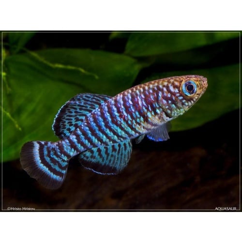 Nothobranchius - Fuscotaeniatus Kitonga TAN 97-9 40+