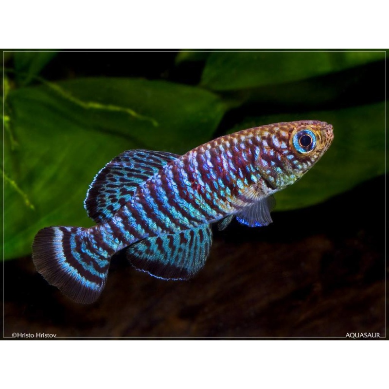 Nothobranchius - Fuscotaeniatus Kitonga TAN 97-9 40+