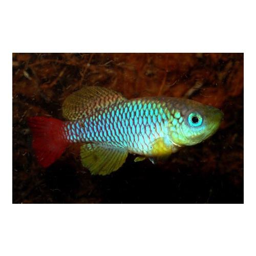 Nothobranchius foershi Soga Tan 97-45 60+eggs.