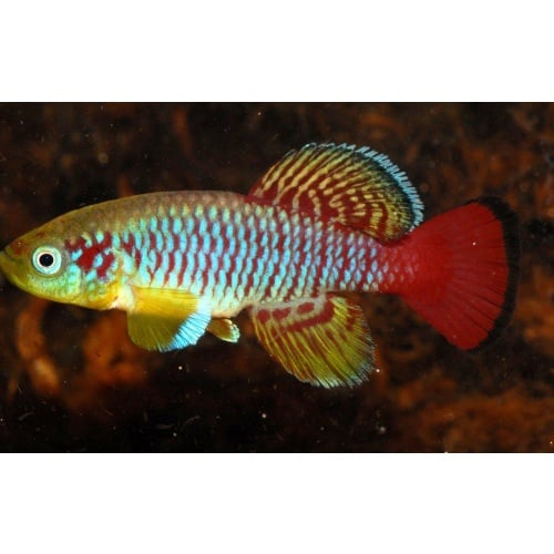 Nothobranchius guentheri Zanzibar +40 eggs