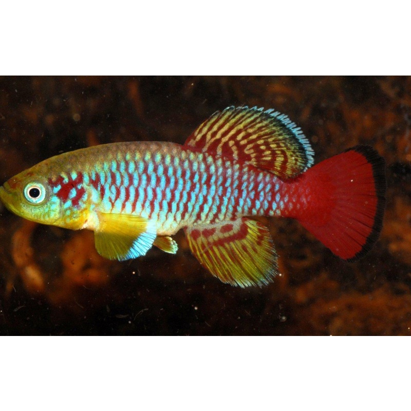 Nothobranchius guentheri Zanzibar +40 eggs
