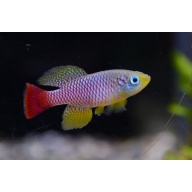 Killifish Pairs – Nothobranchius eggersi 'Solid Blue' & Nothobranchius foerschi (Home-Bred / High Quality)