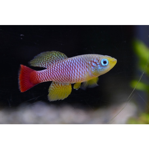 Killifish Pairs – Nothobranchius eggersi 'Solid Blue' & Nothobranchius foerschi (Home-Bred / High Quality)