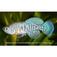 Nothobranchius chochamandai Kasomeno CD 13-11