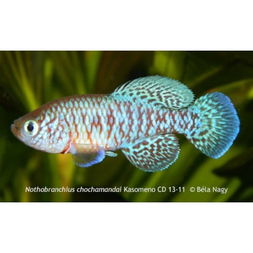 Nothobranchius chochamandai Kasomeno CD 13-11