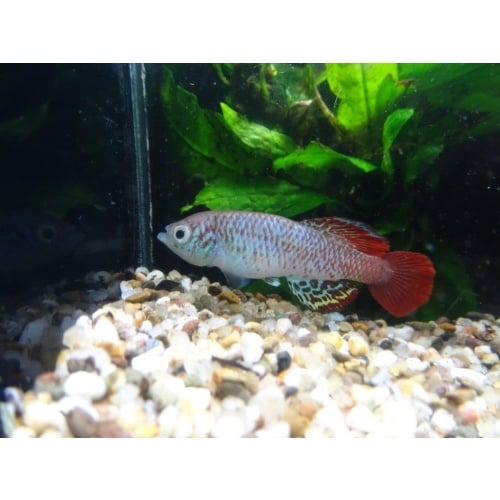 Nothobranchius derhami Nyando river KE 01-3 +35 eggs