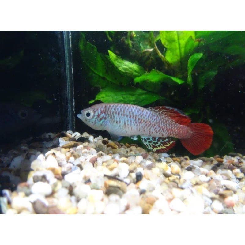 Nothobranchius derhami Nyando river KE 01-3 +35 eggs