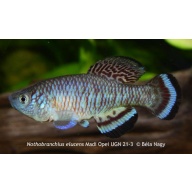 Nothobranchius elucens Madi Opei UGN 21-3