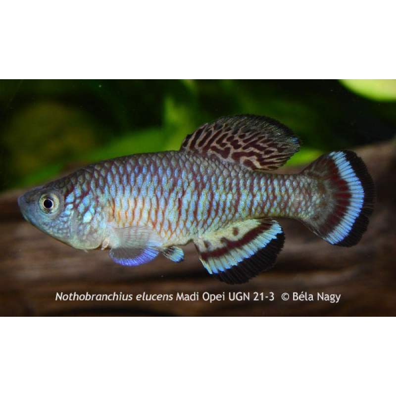 Nothobranchius elucens Madi Opei UGN 21-3