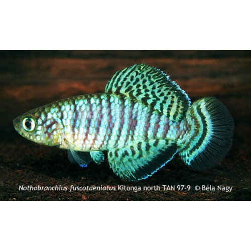 Nothobranchius fuscotaeniatus Kitonga North TAN 97-9