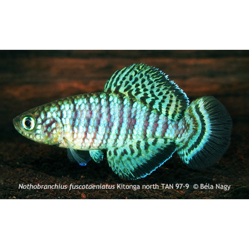 Nothobranchius fuscotaeniatus Kitonga North TAN 97-9