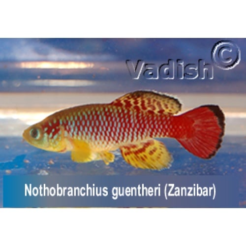Nothobranchius guentheri Zanzibar pair