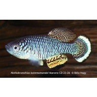 Nothobranchius katemomandai Manono CD 23-26