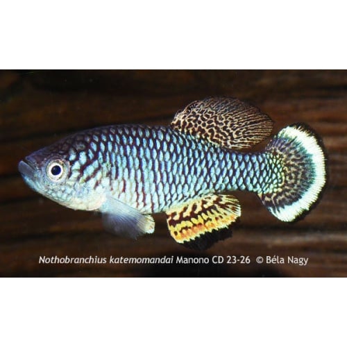 Nothobranchius katemomandai Manono CD 23-26