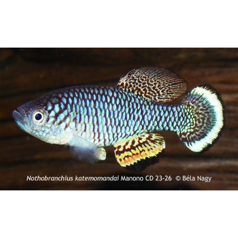 Nothobranchius katemomandai Manono CD 23-26