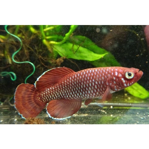 Nothobranchius korthausae red +45 eggs