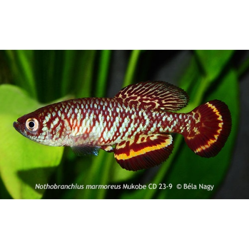 Nothobranchius marmoreus Mukobe CD 23-9