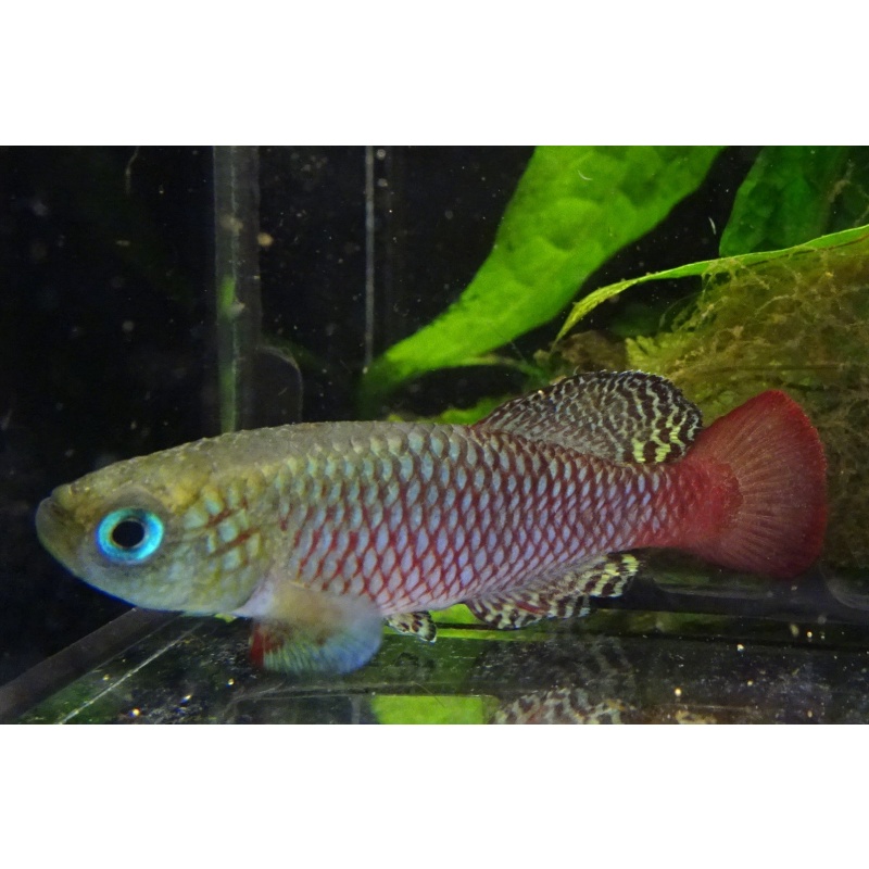 Nothobranchius palmqvisti Ramisi KEN 08-23 +35 eggs
