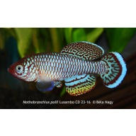 Nothobranchius polli Lusambo CD 23-16