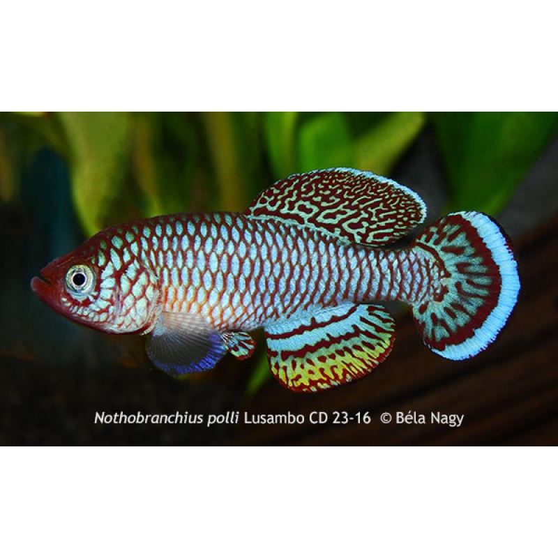 Nothobranchius polli Lusambo CD 23-16