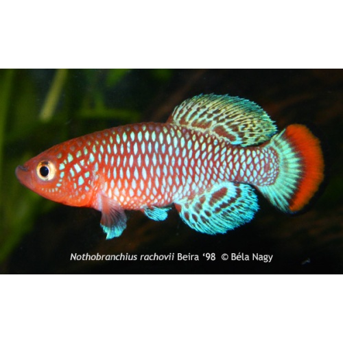 Nothobranchius rachovii Beira 98