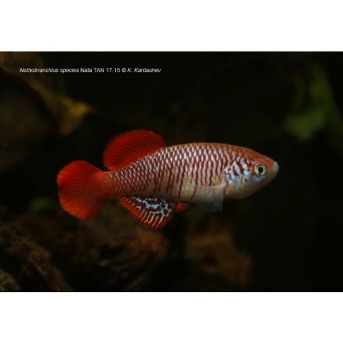Nothobranchius attenboroughi Nata TAN 17-15 40+ eggs