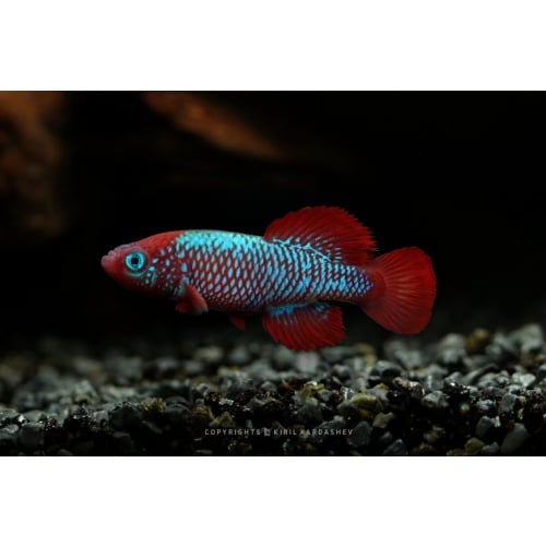 Nothobranchius nikiforovi TTKSN 2017-03 40+ eggs