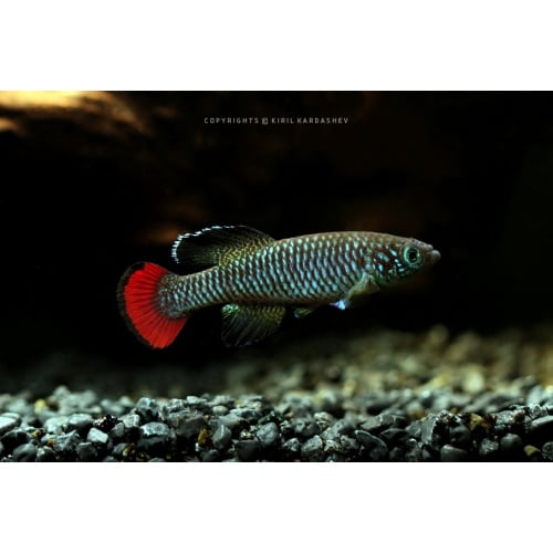Nothobranchius sylvaticus Southern Kenya KEN 18-1 40+ eggs