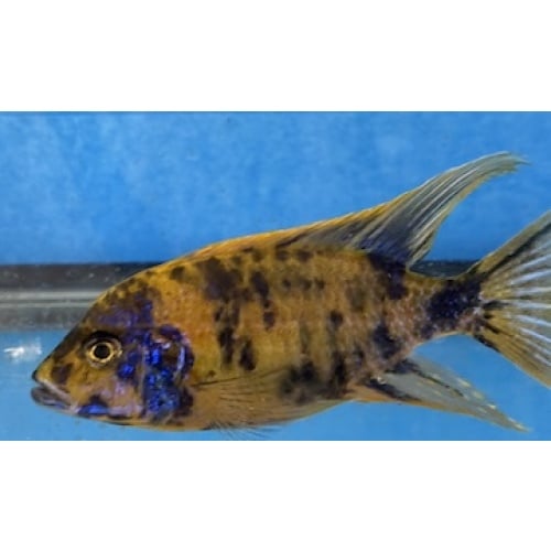 OB Lwanda Peacock