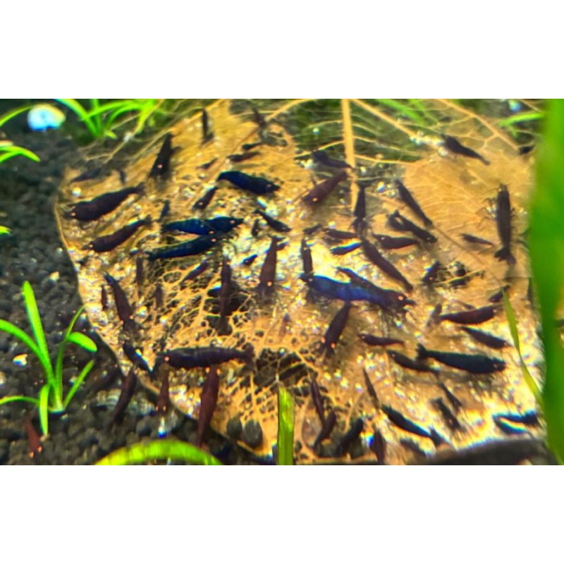 15+ Orange Eye Blue Tiger (OEBT) Shrimp - FREE SHIPPING