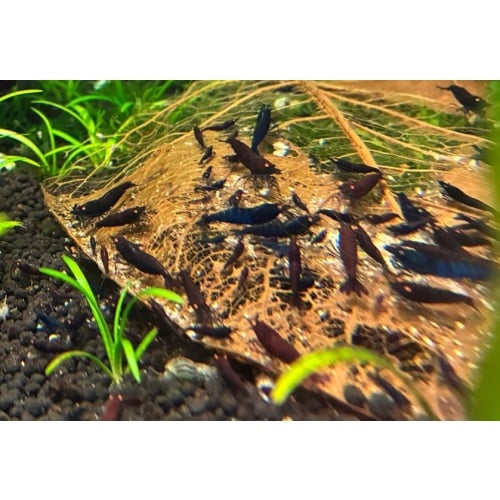 15+ Orange Eye Blue Tiger (OEBT) Shrimp