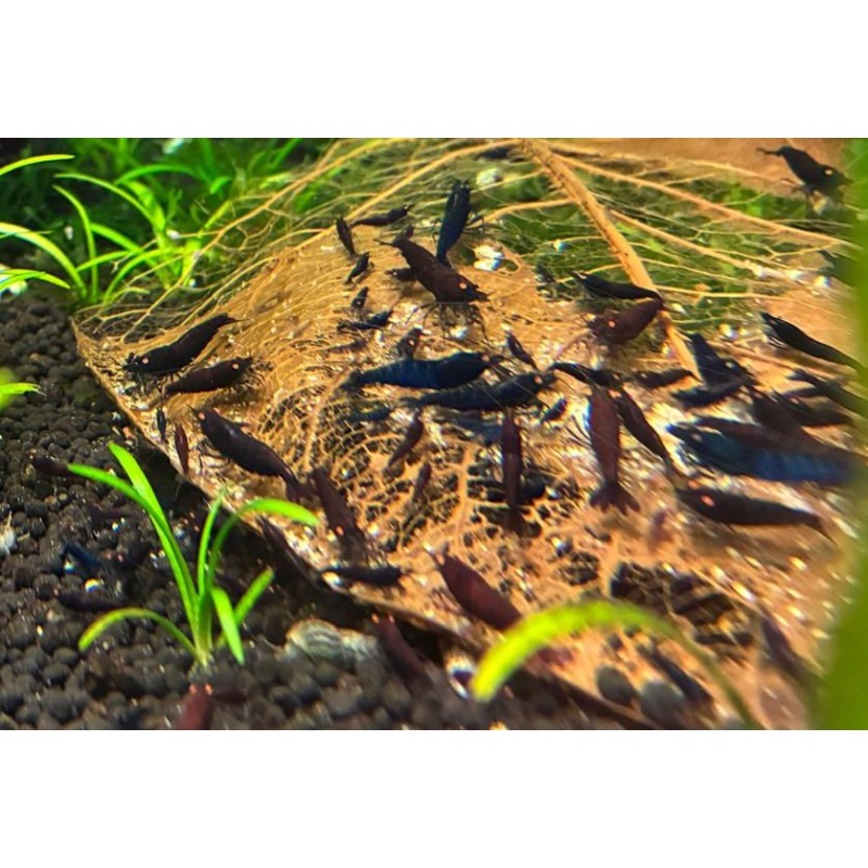 15+ Orange Eye Blue Tiger (OEBT) Shrimp