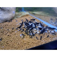 6 +1 Orange Eye Royal Blue Tiger Shrimp