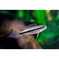 Taeniacara candidi PAIR