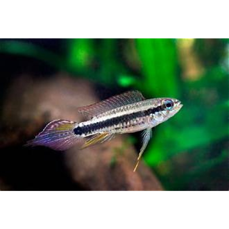 Taeniacara candidi PAIR