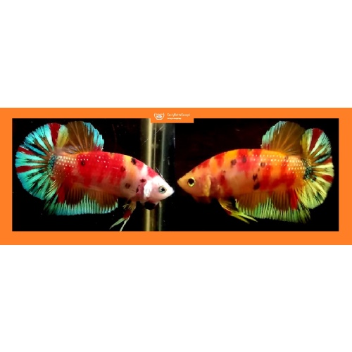 ORANGE-BASED FANCY KOI!! #1 (Shipping Cost Included in Price)