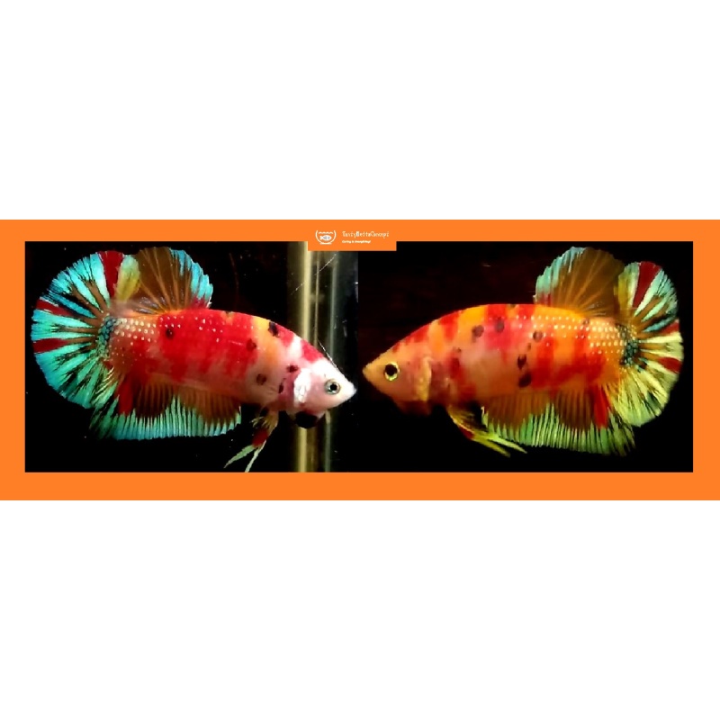 ORANGE-BASED FANCY KOI!! #1 (Shipping Cost Included in Price)