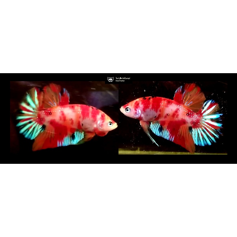 ORANGE-BASED FANCY KOI!! #2 (Shipping Cost Included in Price)