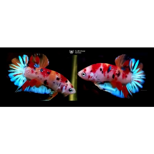 ORANGE-BASED FANCY KOI!! #3 (Shipping Cost Included in Price)