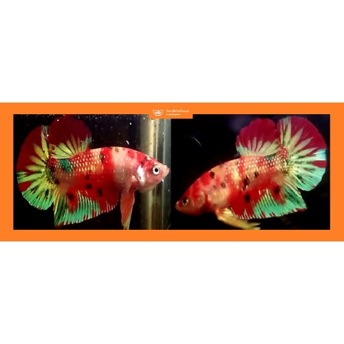 ORANGE-BASED FANCY KOI!! #4 (Shipping Cost Included in Price)